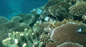 Healthy coral, tabu area