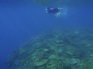 Snorkelling Adventures with Island Spirit