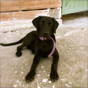 Bajan friend black labrador Barbados