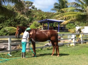 Barbados horse riding