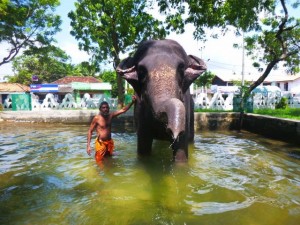 Island Spirit Sri Lanka Eco Holiday elephant safari